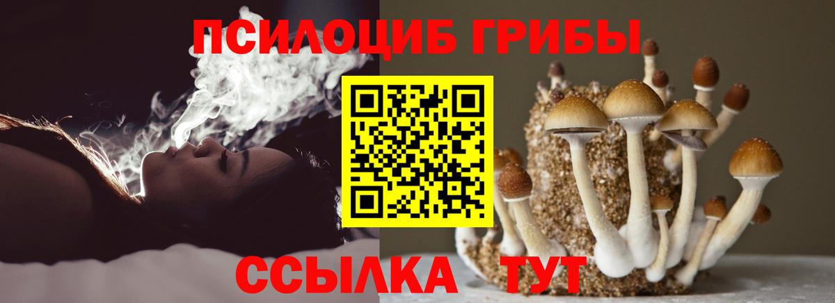 Псилоцибиновые грибы Psilocybe Малоярославец